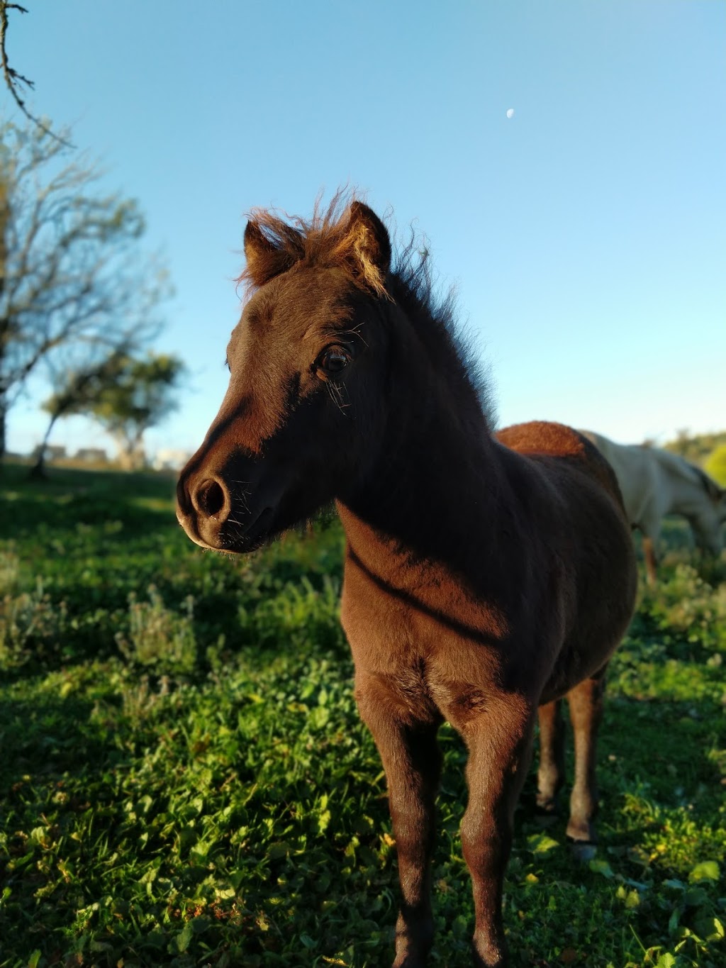 Minimania Stud | 4471 Hill End Rd, Hargraves NSW 2850, Australia | Phone: 0438 007 385