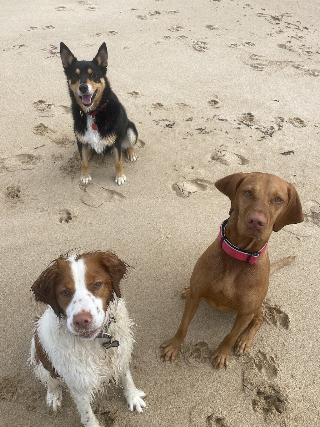Surfcoast DOG WALKING | 24 Gilbert St, Aireys Inlet VIC 3231, Australia | Phone: 0459 326 422