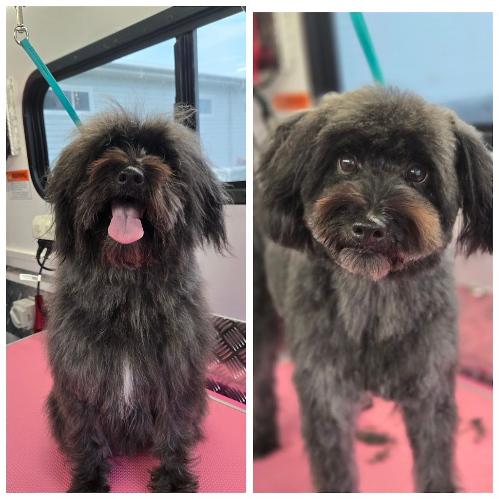 Mountain Pawz | Behind The Antique Shop, 80 Great Western Hwy, Woodford NSW 2778, Australia | Phone: 0415 433 676