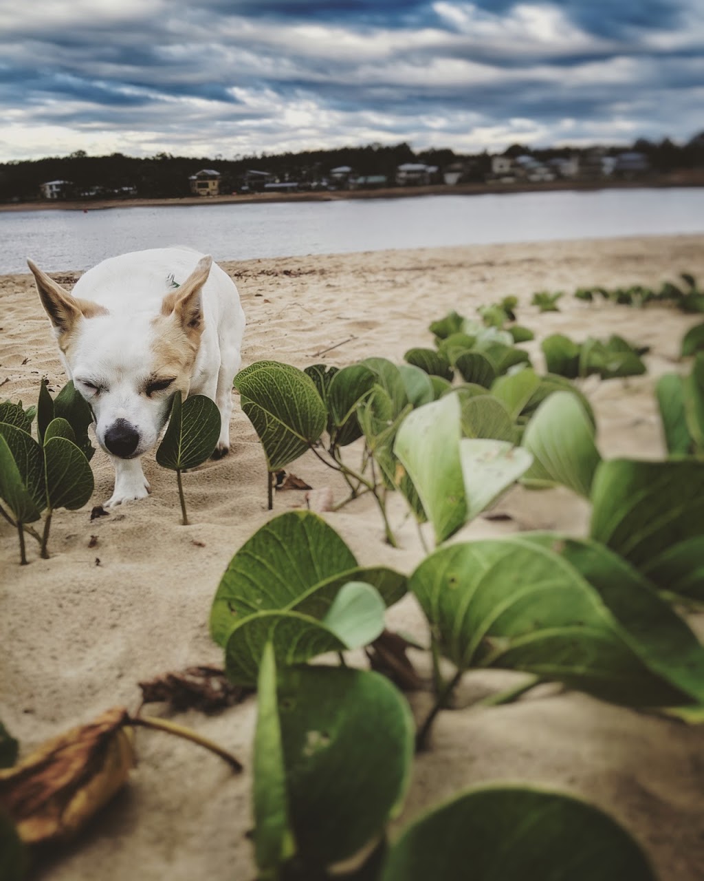 Tannum Sands parkrun | Canoe Point Rd, Tannum Sands QLD 4680, Australia