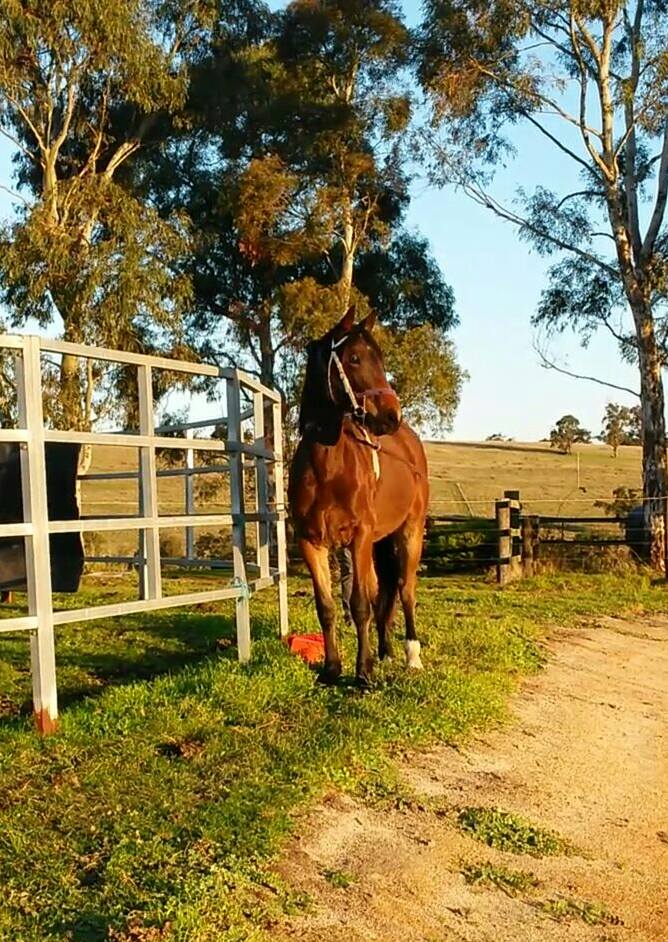 Forest View Thoroughbreds. Acknowledged Racing Victoria Off The  | 205 Sanders Rd, Garfield North VIC 3814, Australia | Phone: 0417 622 329