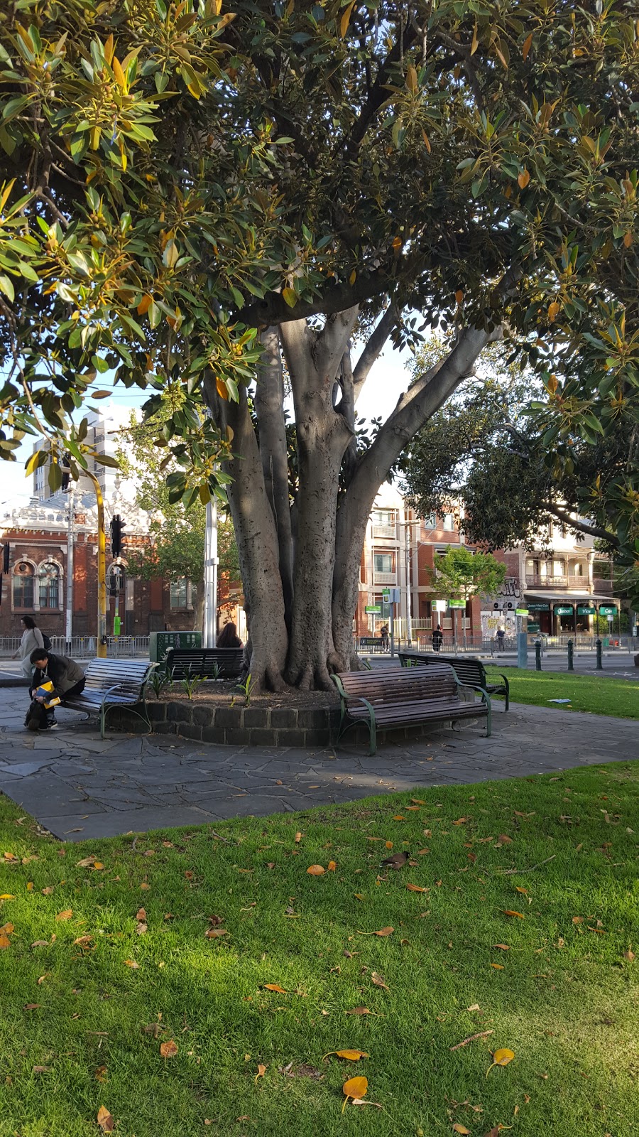 Moreton Bay Fig Tree | Carlton VIC 3053, Australia