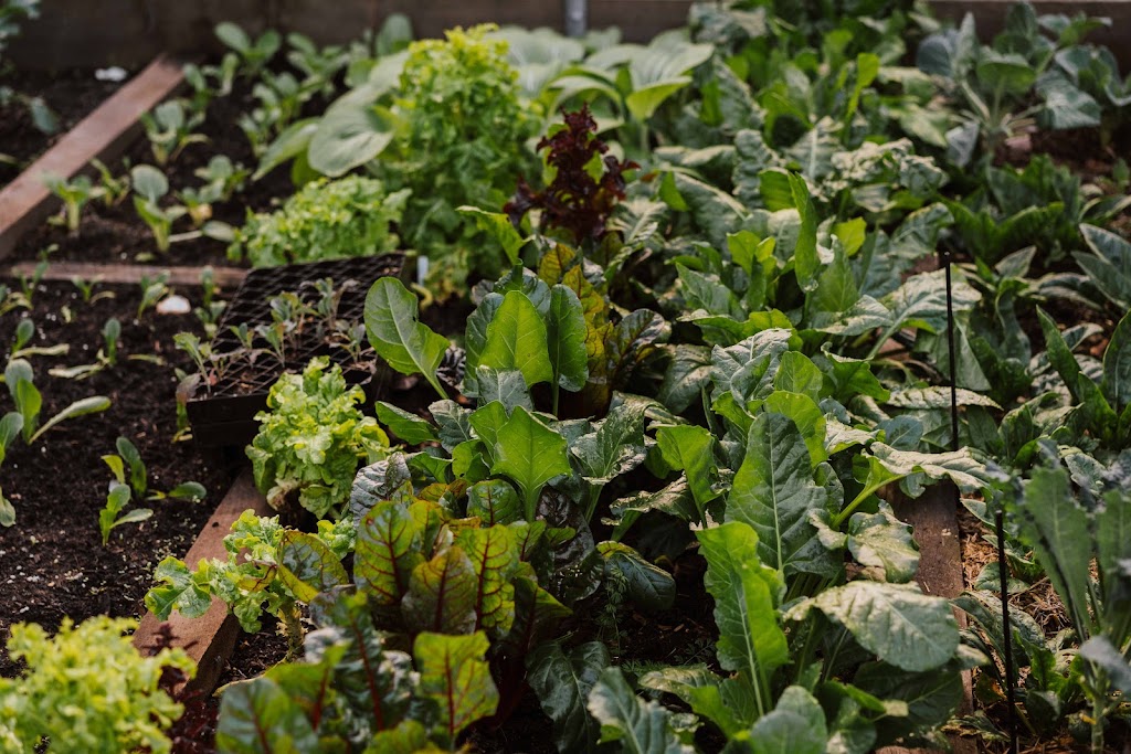Fluro Gardens | 40 Queen St, Lorn NSW 2320, Australia | Phone: 0494 372 117