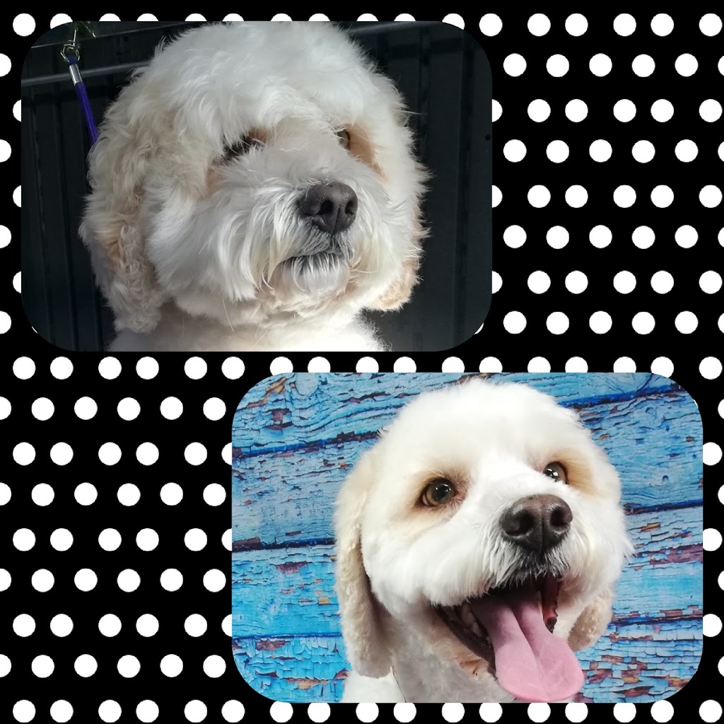 Lifetime Dog Grooming | 5 Terra Firma Cct, Clyde North VIC 3978, Australia | Phone: 0405 957 748