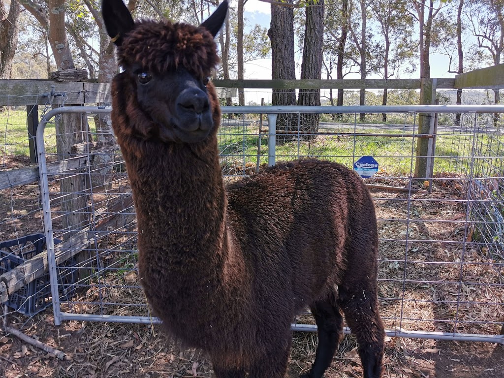 ADORE Alpacas | food | 359 Sandy Creek Rd, Mount Vincent NSW 2323, Australia | 0439475493 OR +61 439 475 493