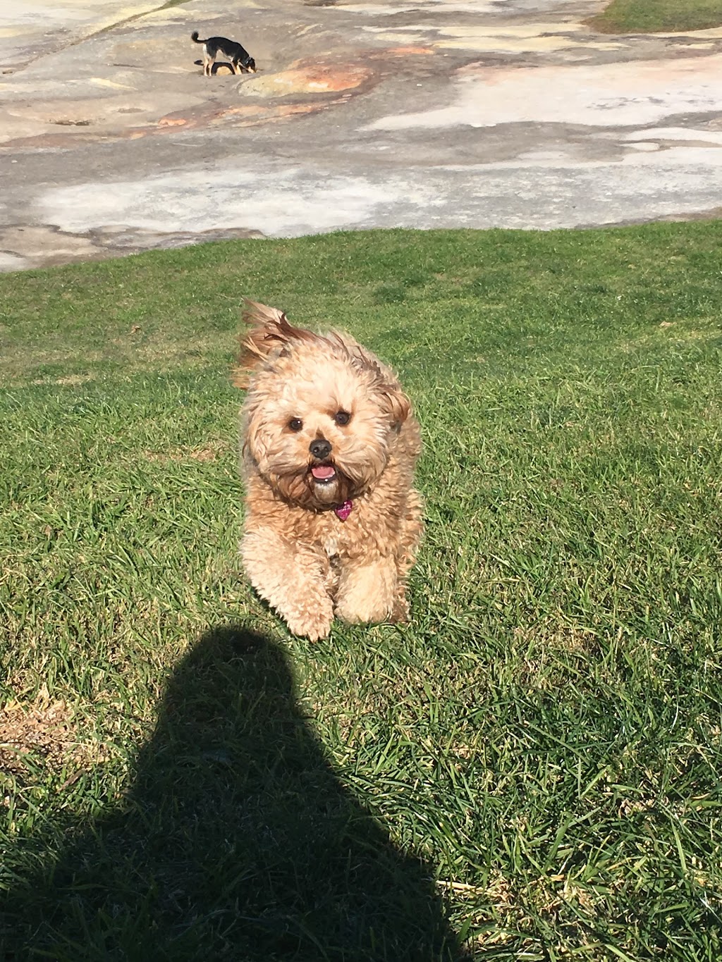 Joyful Paws Dog Walking | Unit 4/10 Diamond Bay Rd, Vaucluse NSW 2030, Australia | Phone: 0413 462 414