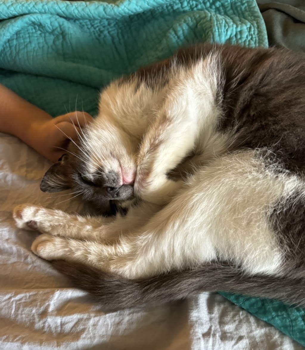 Purrfect Paws Cattery Maffra | 368 Falls Ln, Maffra VIC 3860, Australia | Phone: 0400 554 592