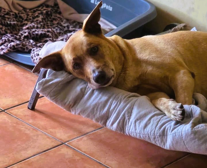 Fetch Pet Stays | 308 Gilston Rd, Nerang QLD 4211, Australia | Phone: (07) 5527 9555