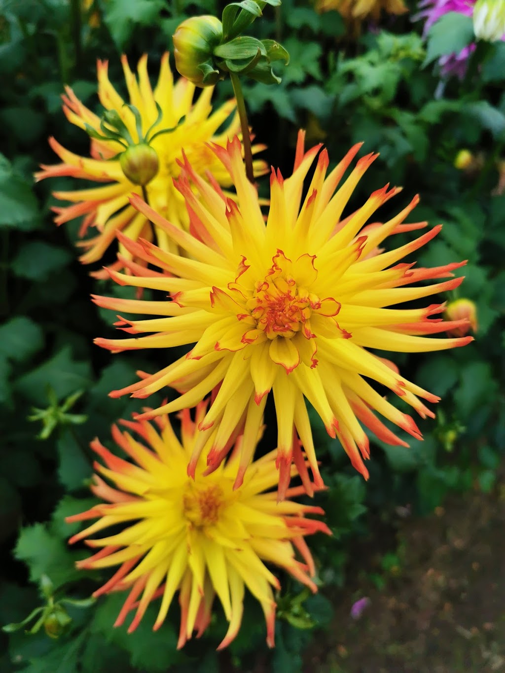 Country Dahlias | 195 Mathisons Rd, Winchelsea VIC 3241, Australia | Phone: (03) 5267 2389