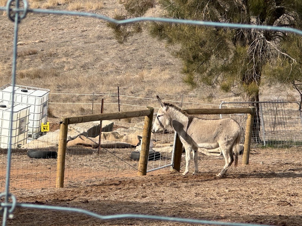 Pleasant Sense Farm | 736 Angas Valley Rd, Mount Pleasant SA 5235, Australia | Phone: 0448 557 329