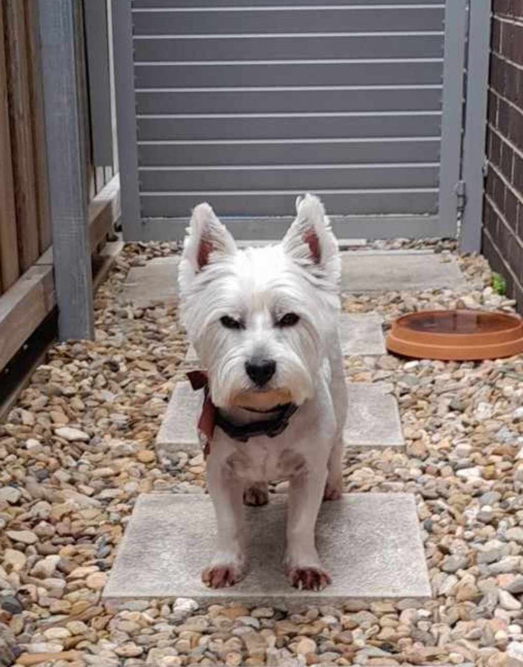 Bark Avenue Dog Grooming | 6 East St, Blakehurst NSW 2221, Australia | Phone: 0423 206 208