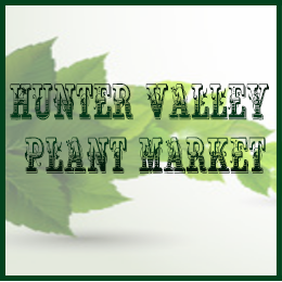 Hunter Valley Plant Market | 151 Wine Country Dr, Nulkaba NSW 2325, Australia | Phone: (02) 4990 4291