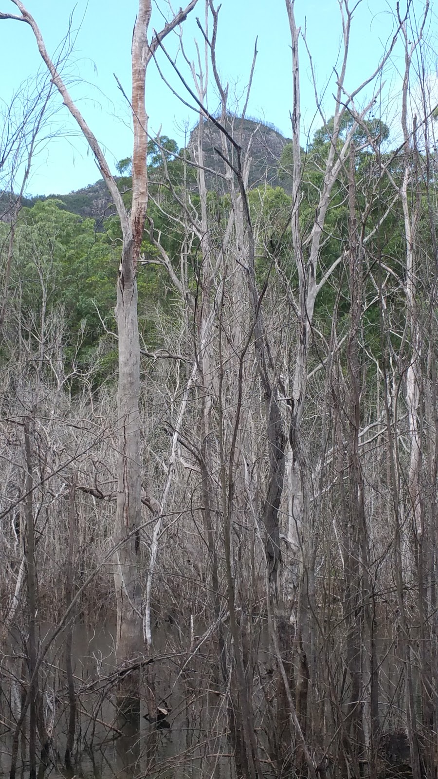 Scouts Numinbah Camp Site | Gold Coast Springbrook Rd, Numinbah Valley QLD 4211, Australia