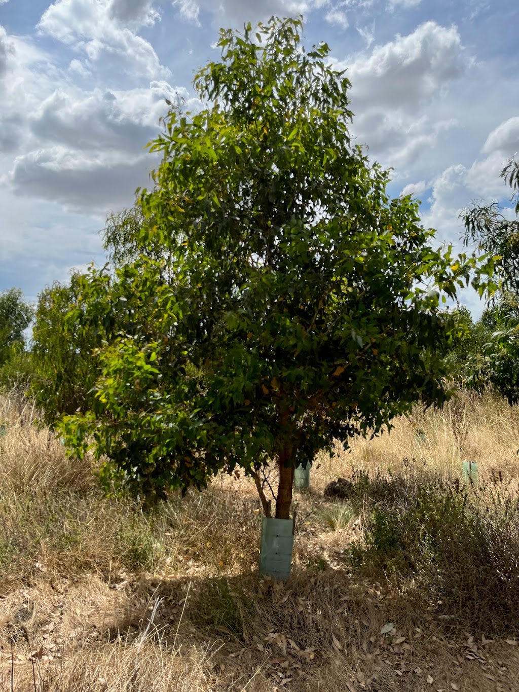 Remember Tree | cemetery | 2352 Midland Hwy, Bannockburn VIC 3331, Australia | 0448728601 OR +61 448 728 601