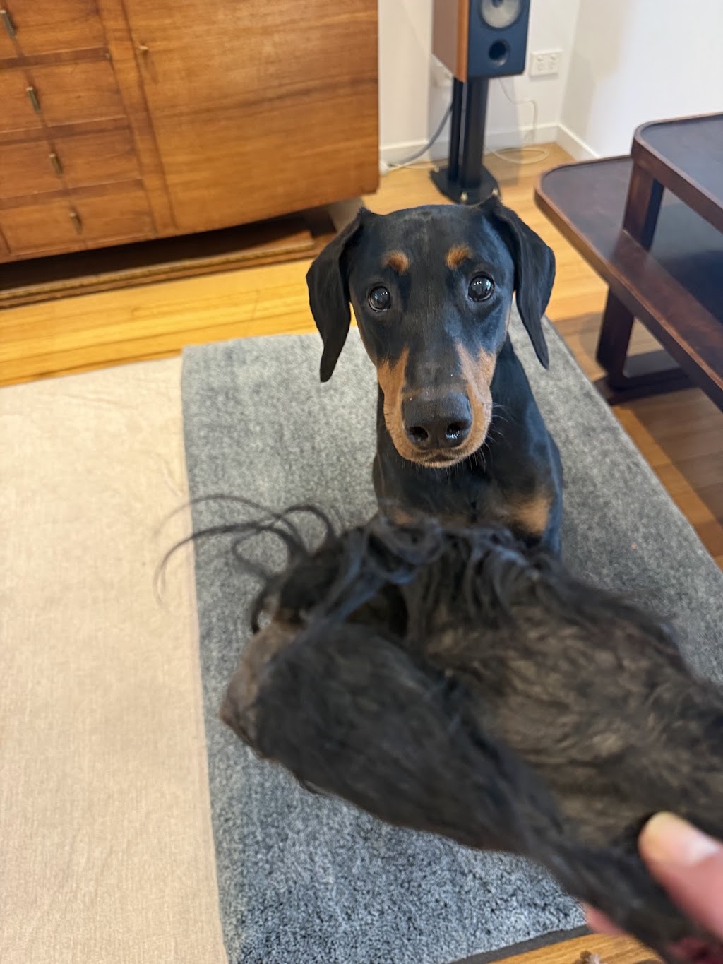 Charlie and the Treat Factory | 16 Coral Fern Way, Gwandalan NSW 2259, Australia | Phone: 0468 528 211