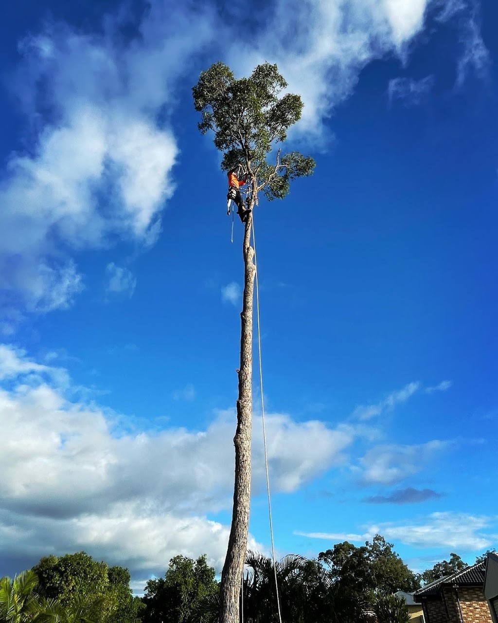 Dynamic Tree Solutions | Middle Rd, Greenbank QLD 4124, Australia | Phone: 1300 239 626