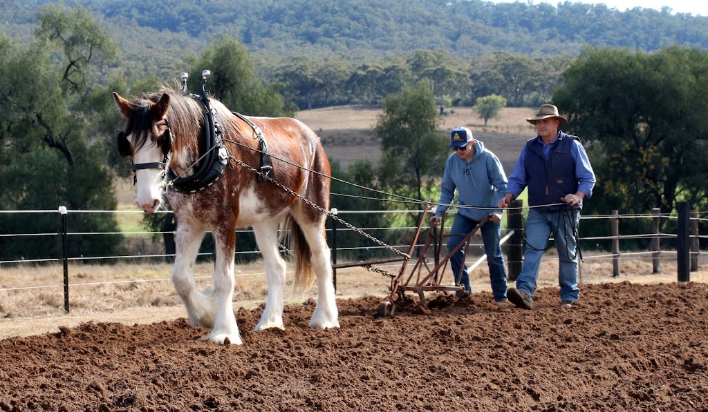 The Clydesdale Experience |  | 324 Doyles Creek Rd, Doyles Creek NSW 2330, Australia | 0428225230 OR +61 428 225 230