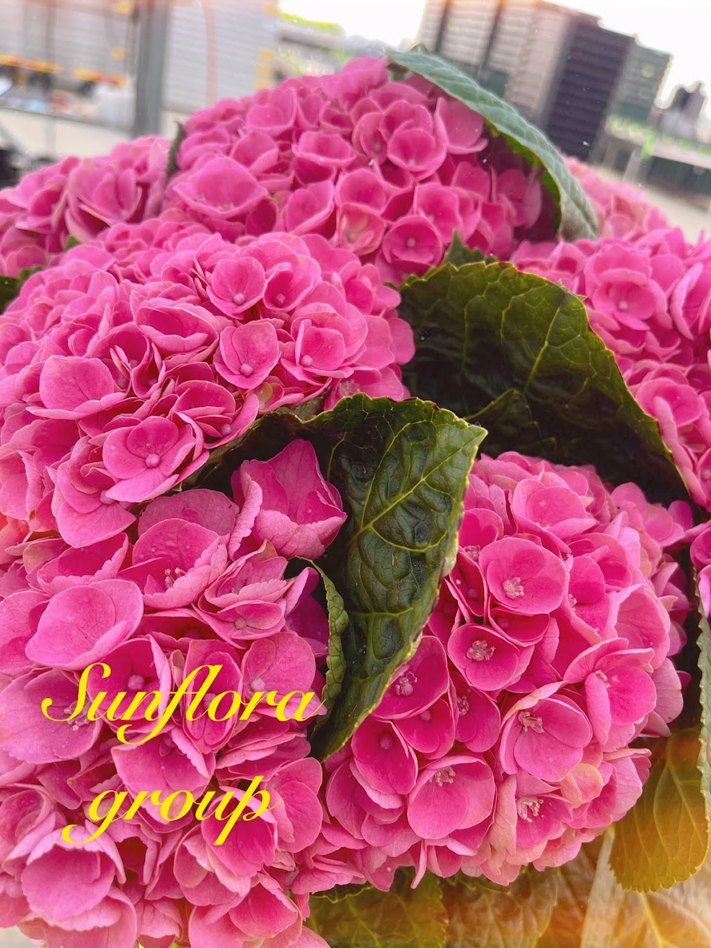 Sunflora Group Pty Ltd | 378 Church Rd, The Summit QLD 4377, Australia | Phone: 0459 672 333