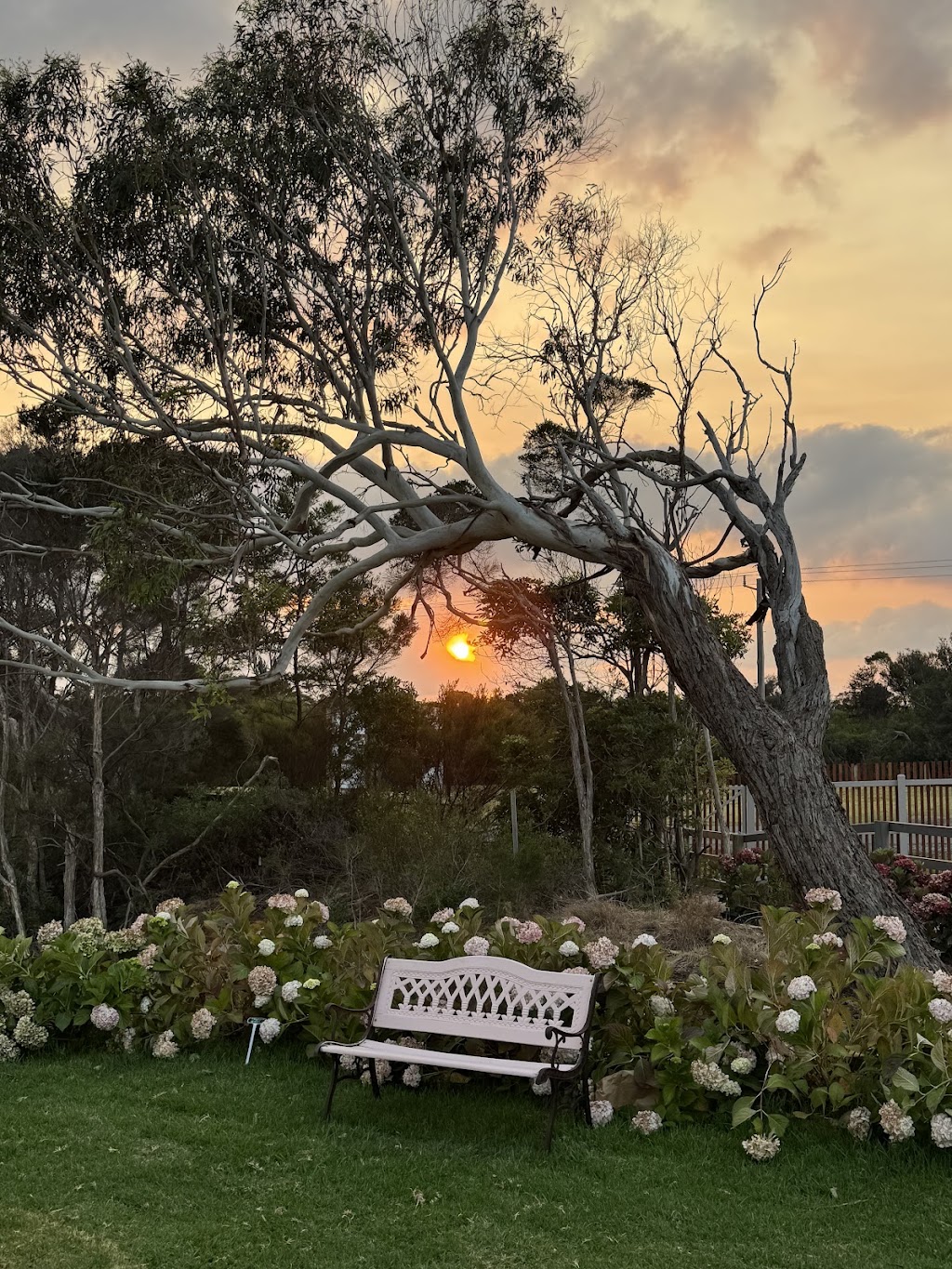Flora By Maxiflora | 1 Samuel Amess Dr, Newhaven VIC 3925, Australia | Phone: 0403 184 134