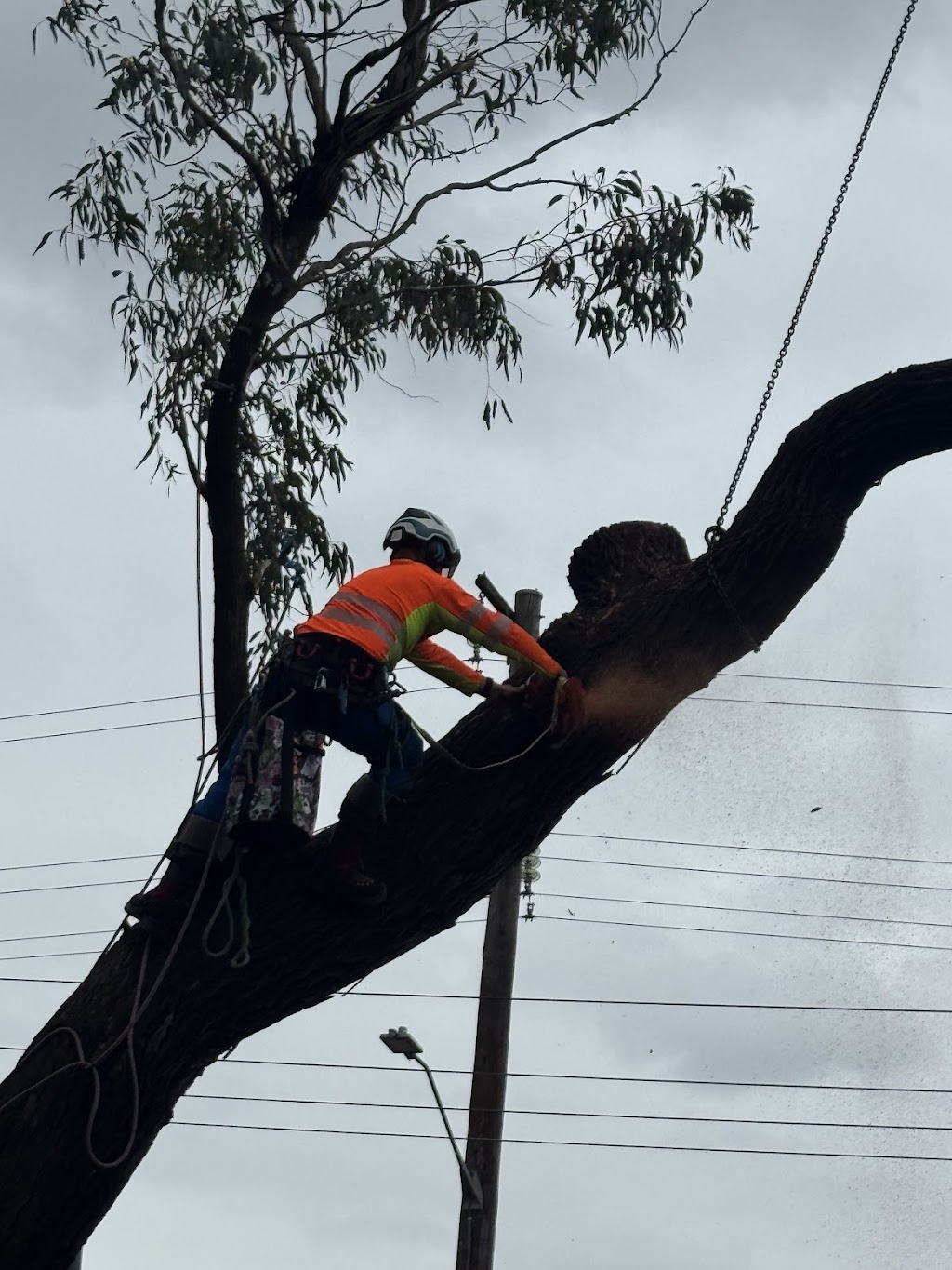 Above All Tree Services | 67 Achilles Rd, Engadine NSW 2233, Australia | Phone: 0412 708 072