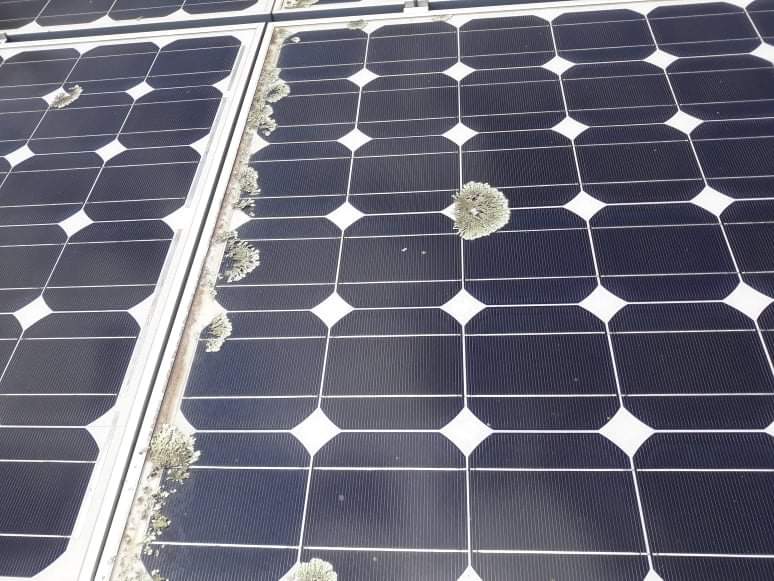 Grafton Solar Panel Cleaning Service |  | 304 Back Ln, Junction Hill NSW 2460, Australia | 0428446194 OR +61 428 446 194