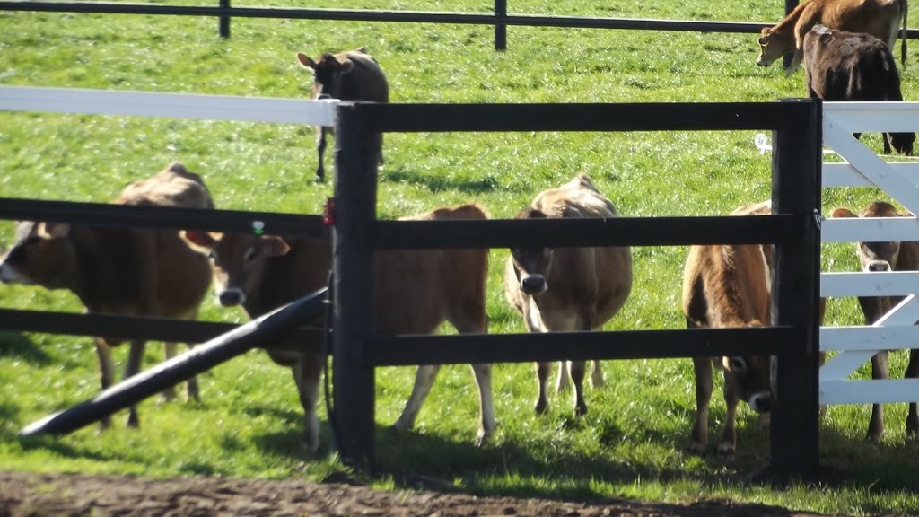 Equine Fencing Australia | 233 Broadhurst Ave, Reservoir VIC 3073, Australia | Phone: 1800 624 686