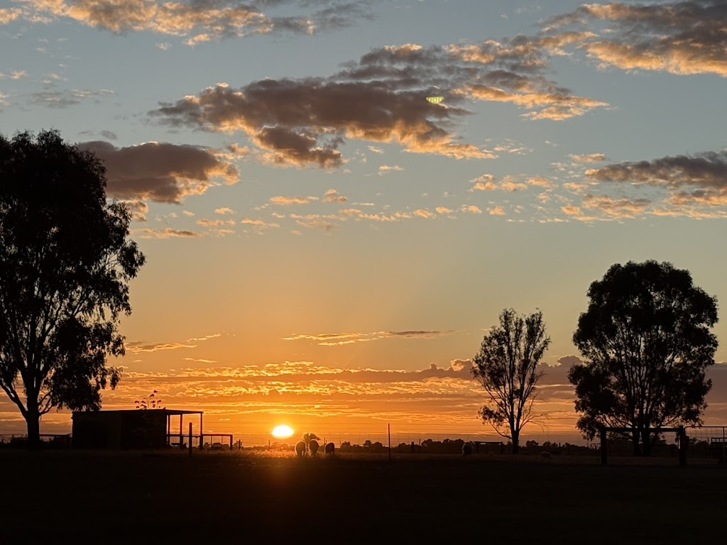 Riverina Valais blacknose sheep & farmstay | 4100 Barooga-Tocumwal Rd, Tocumwal NSW 2714, Australia | Phone: 0405 136 515