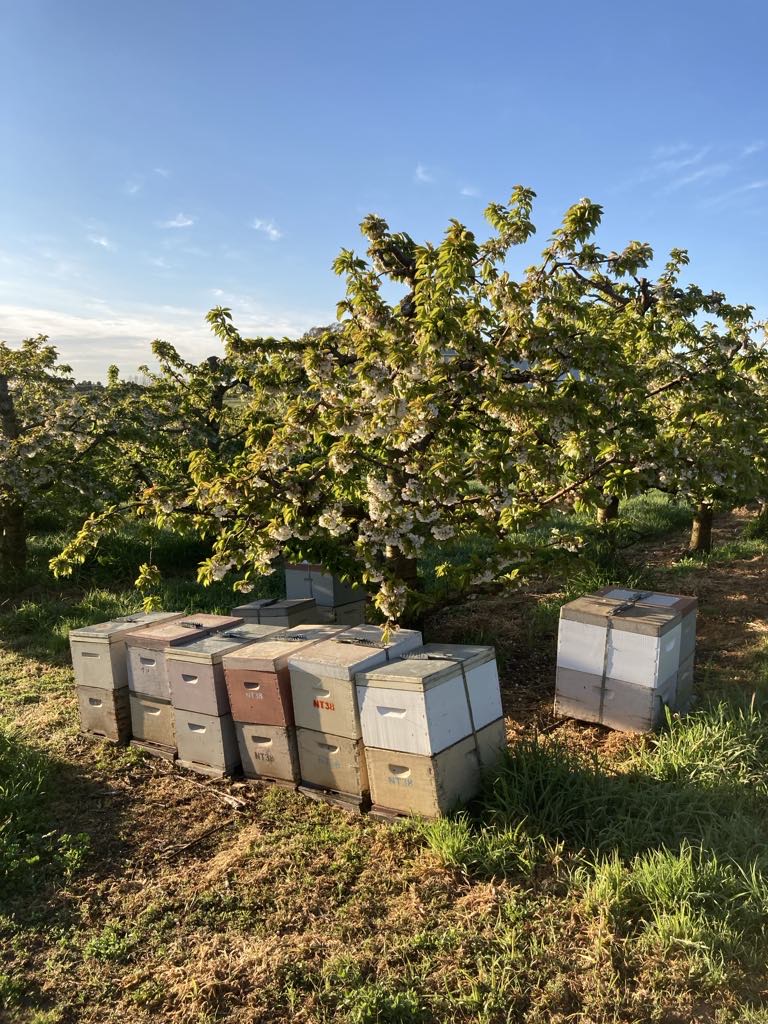 Mount Pleasant Cherries | 98 Mount Pleasant Ln, Canobolas NSW 2800, Australia | Phone: 0487 212 333
