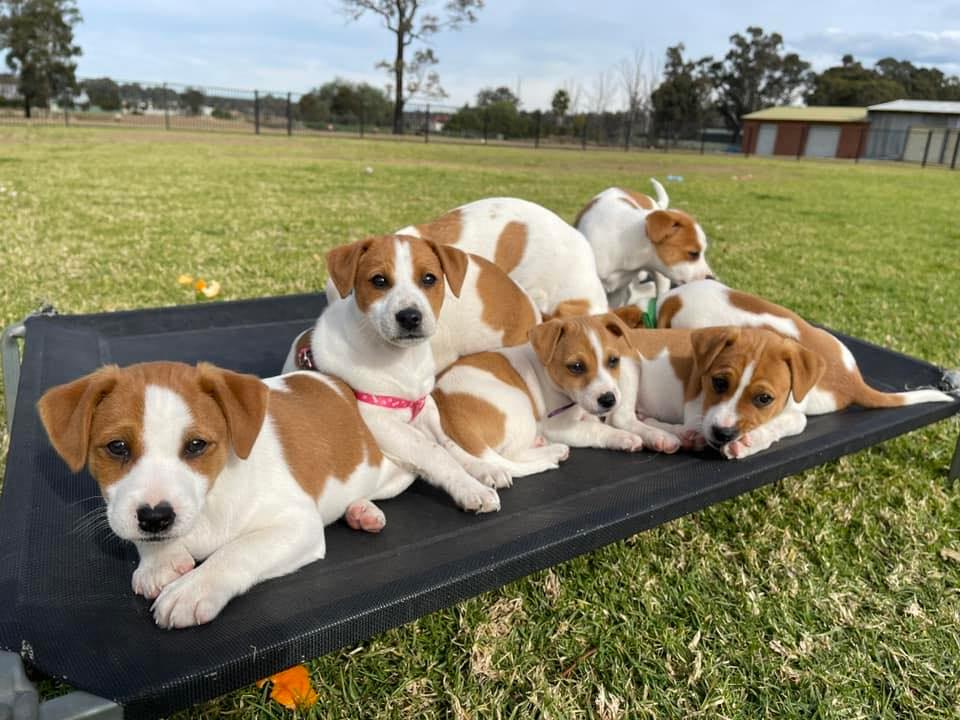Trained Jack Rusell Terrier Pups | Kodi Cl, Old Bar NSW 2430, Australia | Phone: 0489 995 807