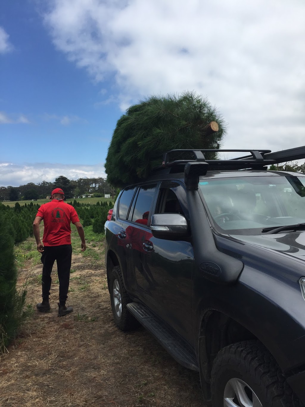 Johns Christmas Trees | point of interest | 2790 Westernport Rd, Drouin South VIC 3818, Australia | 0356276418 OR +61 3 5627 6418