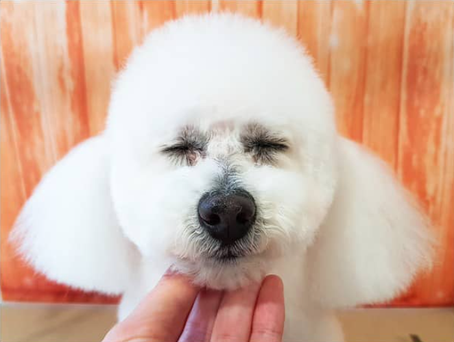 Lather and Love Canine Spa and Social Club | 19 Bell St, DAguilar QLD 4514, Australia | Phone: 0468 625 301
