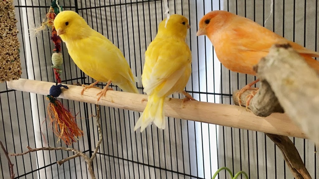 GDay Birdie Sanctuary | 11 Acacia St, Officer VIC 3809, Australia | Phone: 0424 929 280