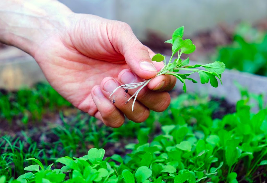 Mighty Microgreens (15 Windarra Ave) Opening Hours