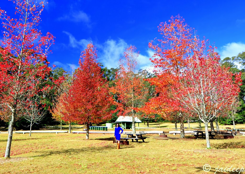 Cathedral Reserve Camping Grounds | campground | 117 Mount Irvine Rd, Mount Wilson NSW 2786, Australia