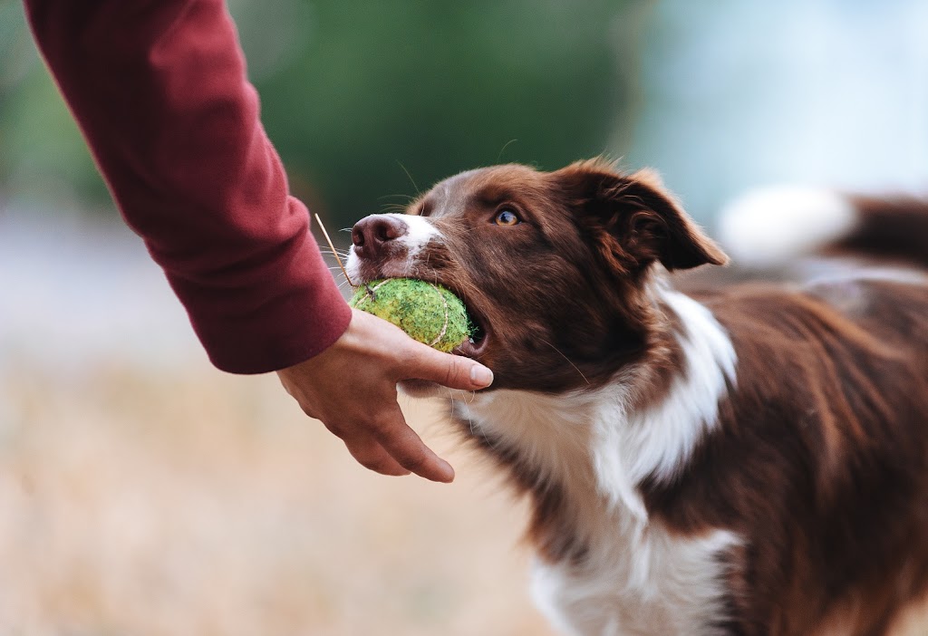 Alfoxton Dog Centre | 60 Junction Rd, Heathcote Junction VIC 3758, Australia | Phone: 0402 118 929