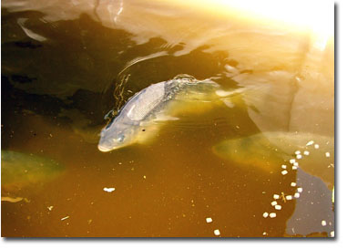 Practical Aquaponics | 21 Hives Rd, North MacLean QLD 4280, Australia | Phone: (07) 3200 0272