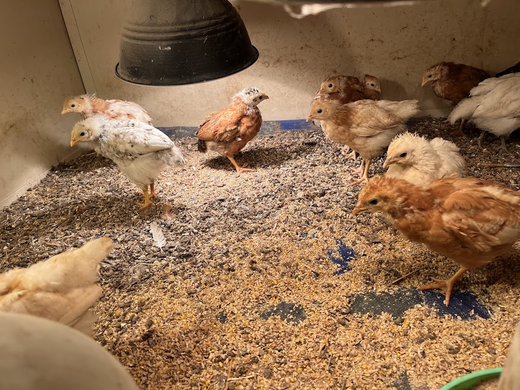 Birdman George | 75 Lemajics Rd, Scarsdale VIC 3351, Australia | Phone: 0412 672 641