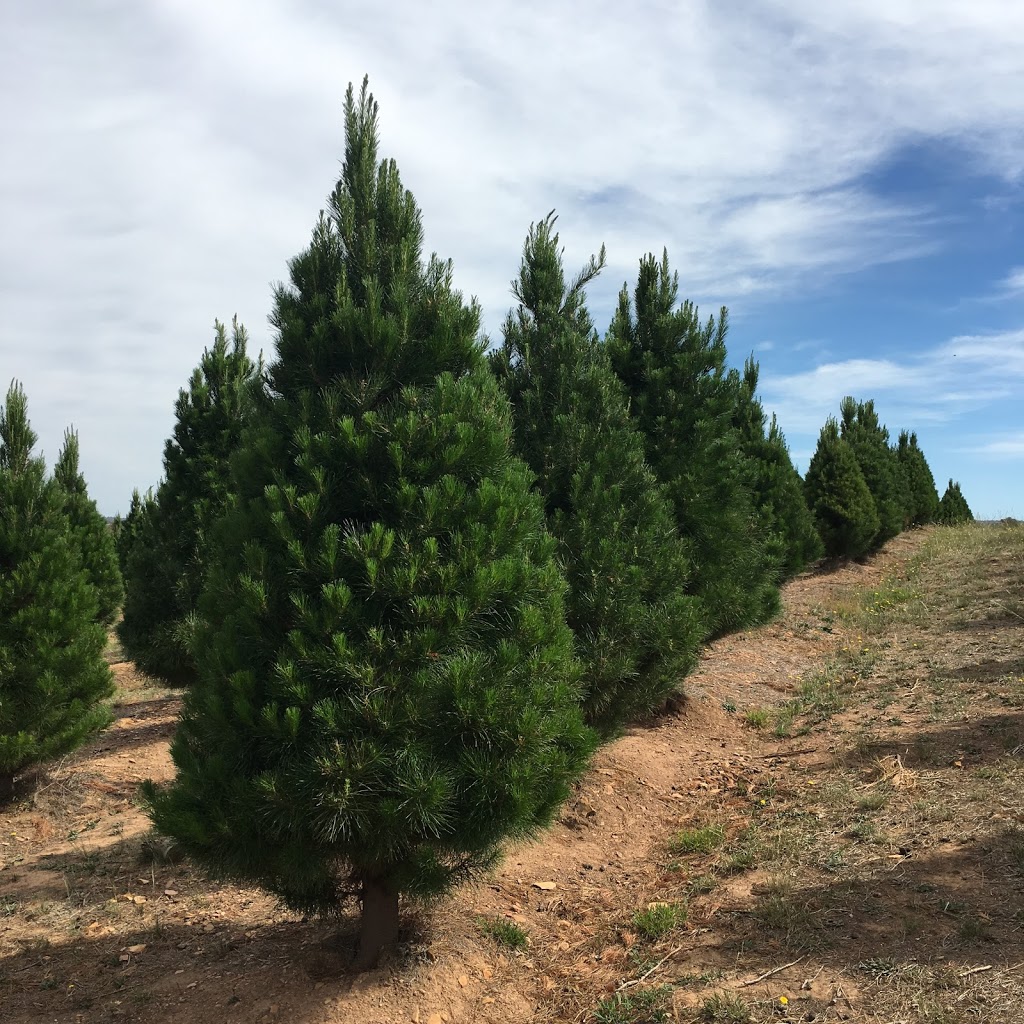 Santas Shaped Christmas Trees | 4144 Gundaroo Rd, Gundaroo NSW 2620, Australia | Phone: (02) 6236 8246