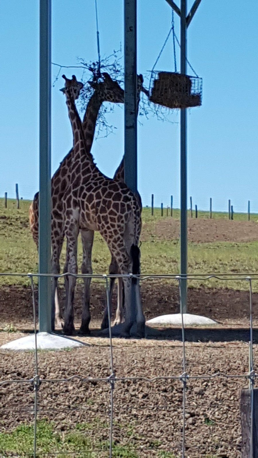 Darling Downs Zoo | zoo | 21 Baines Rd, Pilton QLD 4361, Australia | 0746964107 OR +61 7 4696 4107