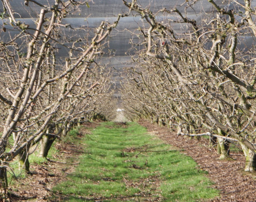 Fankhauser Apples | 515 Old Drouin Rd, Drouin VIC 3818, Australia | Phone: (03) 5625 2596