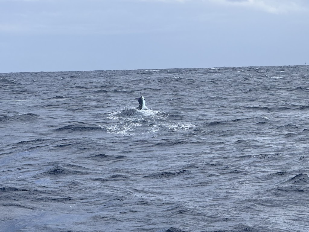 Head Hunter Charters | Bermagui Fishermans Wharf, Lamont St, Bermagui NSW 2546, Australia | Phone: 0428 995 400