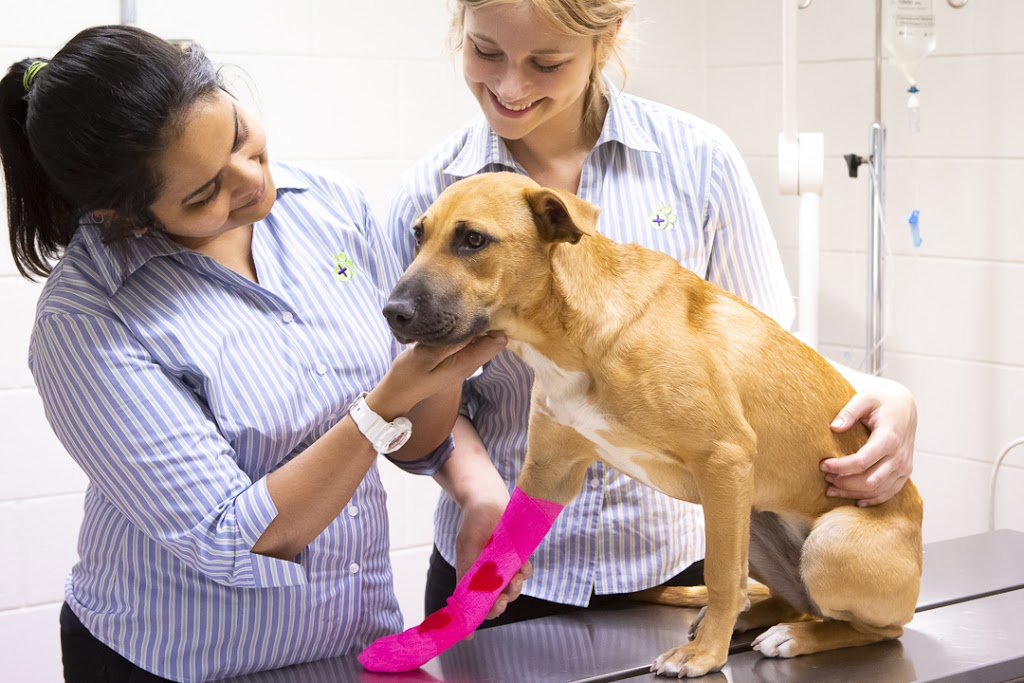 Hampton Park Veterinary Hospital | 1/2-4 Outlook Dr, Hampton Park VIC 3976, Australia | Phone: (03) 9702 8811