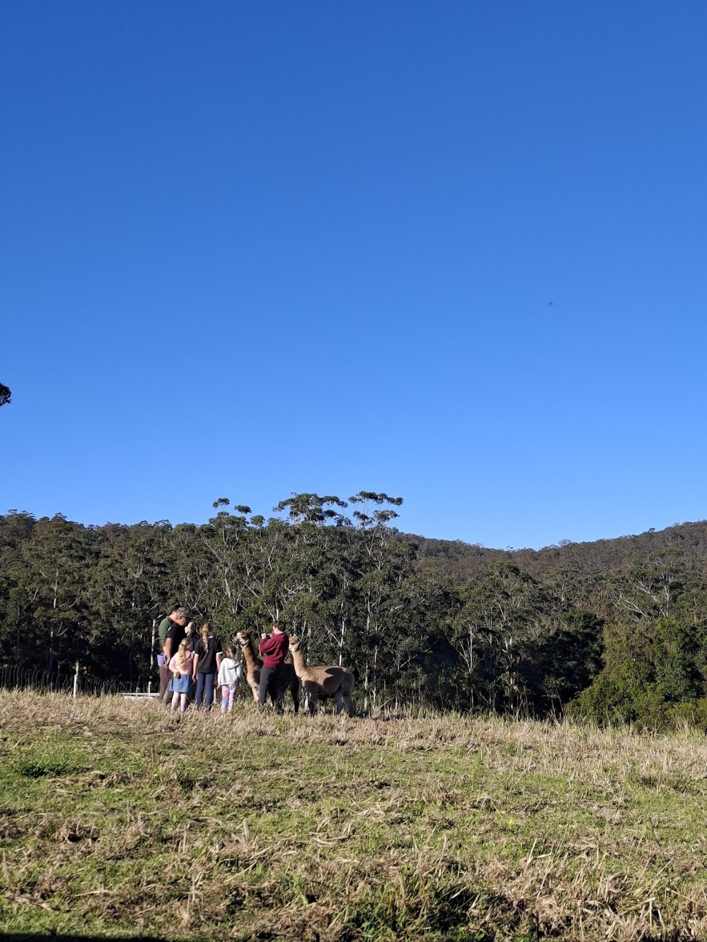 Lucky Stars Sanctuary | 167 Herivels Rd, Wootton NSW 2423, Australia | Phone: 0477 213 385