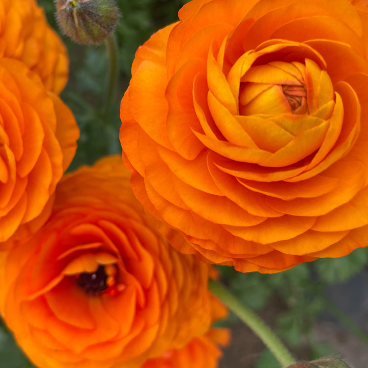 Mellowood Farm | 145 Locarno Rd, Clydesdale VIC 3461, Australia | Phone: 0418 503 378