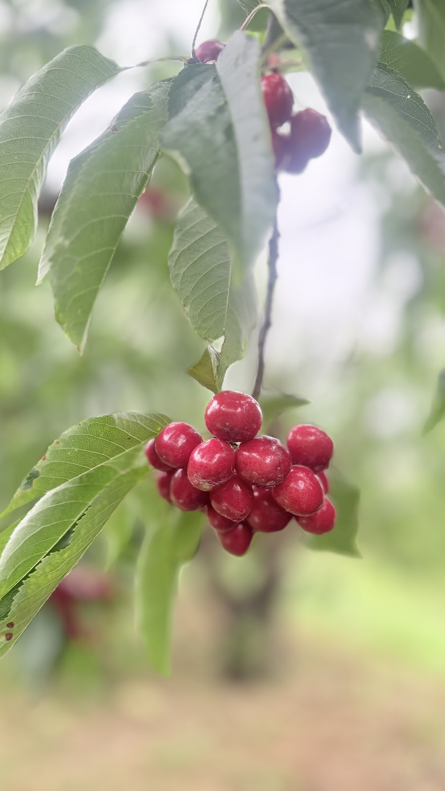 U pick Cherries | 55 George Rd, Silvan VIC 3795, Australia | Phone: (03) 9737 9400