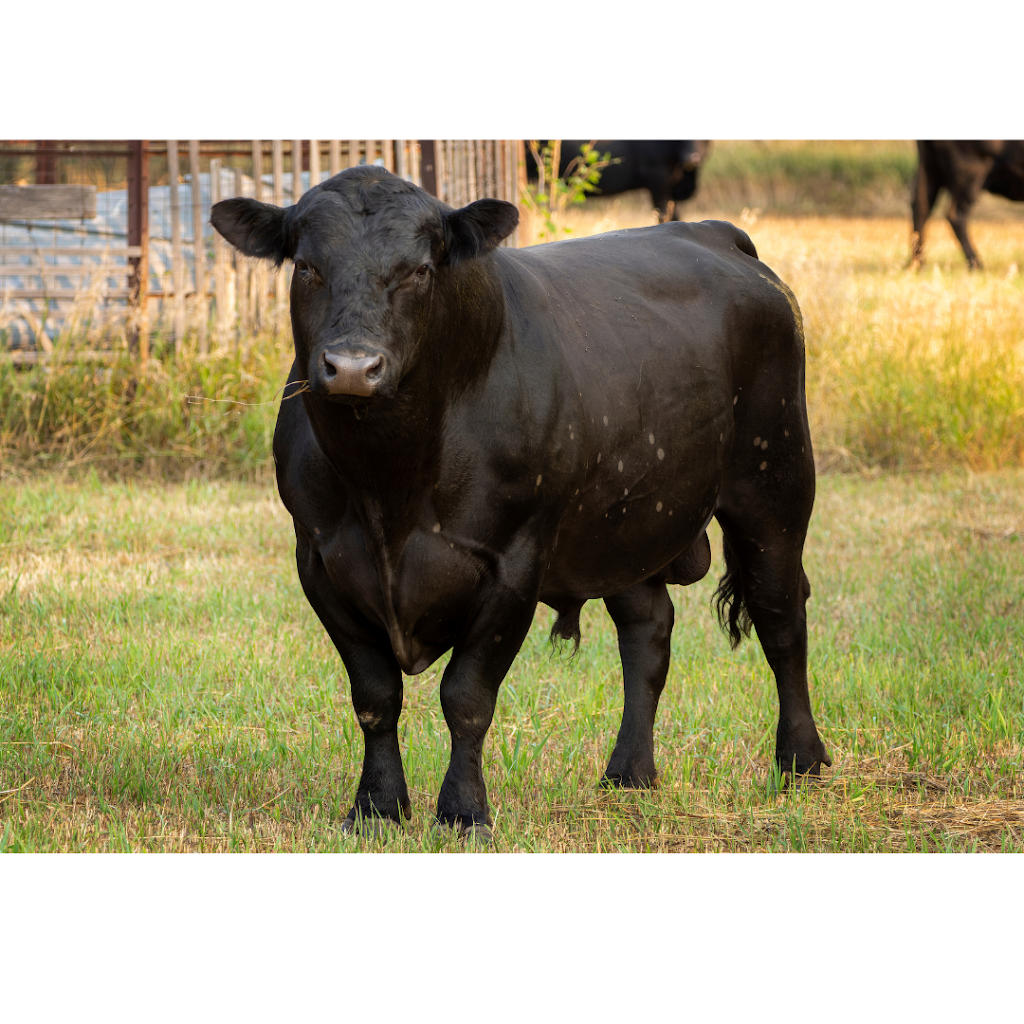 Morgans Meadow | 835 Yarrawonga Rd, Yarrawonga NSW 2850, Australia | Phone: 0408 860 072