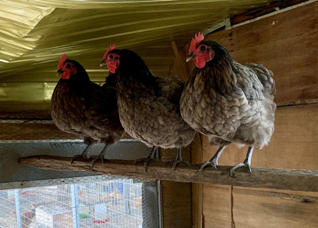 Grandchester Heritage Chickens | 256 Bakers Rd, Grandchester QLD 4340, Australia | Phone: 0401 345 562