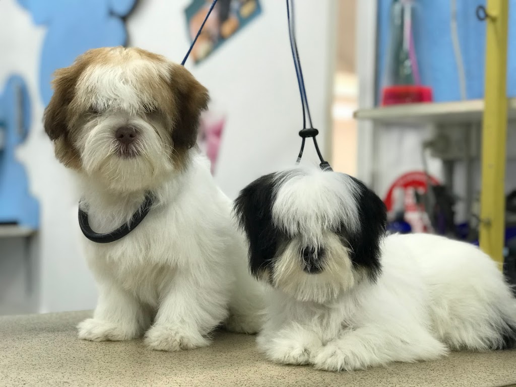 Hairy Tails Dog Grooming Boutique | store | 268 Rode Rd, Wavell Heights QLD 4012, Australia | 0433031352 OR +61 433 031 352