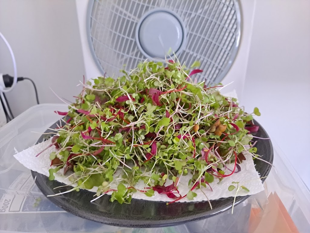 Renourish Microgreens & Sprouts | 99 Aquatic Dr, Cranbourne West VIC 3977, Australia | Phone: 0490 393 533