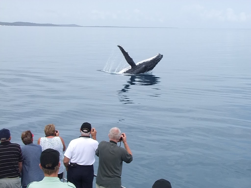 Hervey Bay Whale Watch | Great Sandy Straits Marina,, Buccaneer Dr, Urangan QLD 4655, Australia | Phone: 1800 671 977